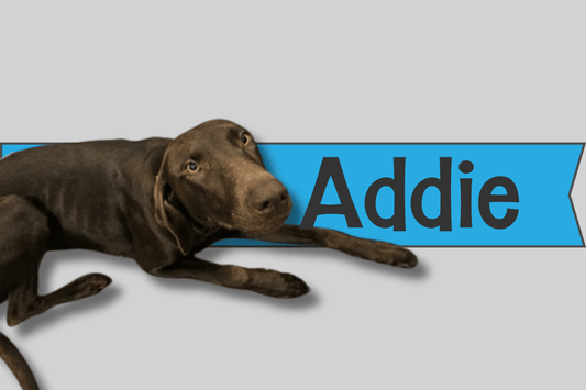 Addie - SoCal Weimaraner Rescue