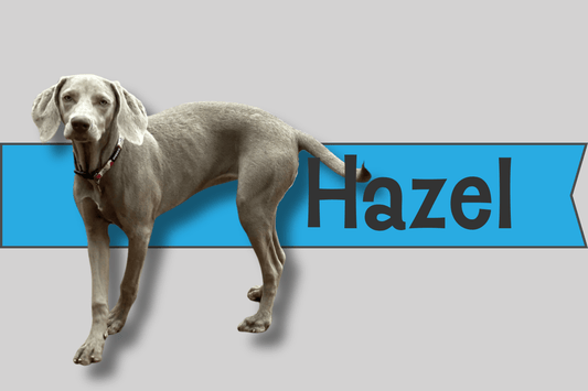 Hazel - SoCal Weimaraner Rescue