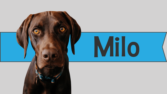 Milo - SoCal Weimaraner Rescue