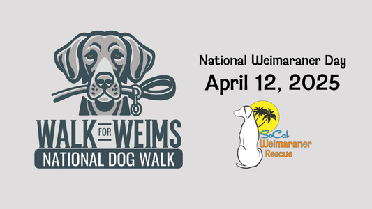 SoCal Weimaraner Rescue is Participating in First Annual Walk for Weims April 12, 2025 - SoCal Weimaraner Rescue