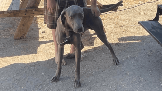 Sometimes Rescue Means Keeping a Dog With its Owner: Klaus's Story - SoCal Weimaraner Rescue