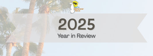 SoCal Weimaraner Rescue's 2025 Year in Review