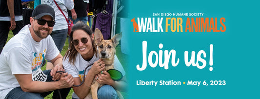 SoCal Weim Rescue Attending SD Humane Society San Diego Walk for Animals 2023 - SoCal Weimaraner Rescue