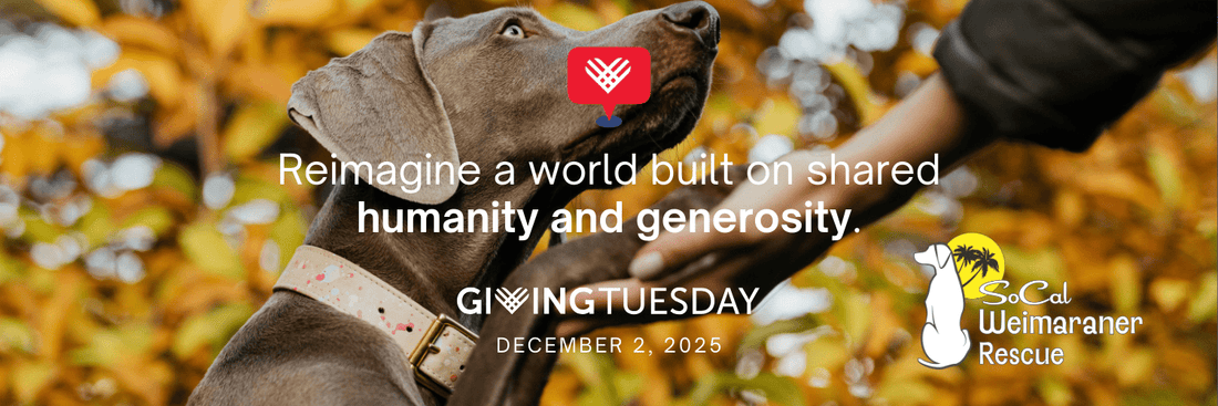 SoCal Weimaraner Rescue Participates in GivingTuesday 2025 - SoCal Weimaraner Rescue