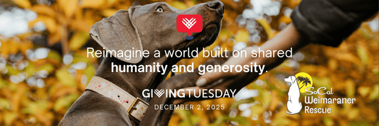 SoCal Weimaraner Rescue Participates in GivingTuesday 2025 - SoCal Weimaraner Rescue