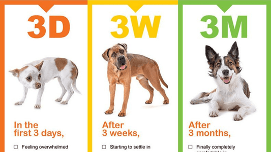 The 3-3-3 Rule - SoCal Weimaraner Rescue