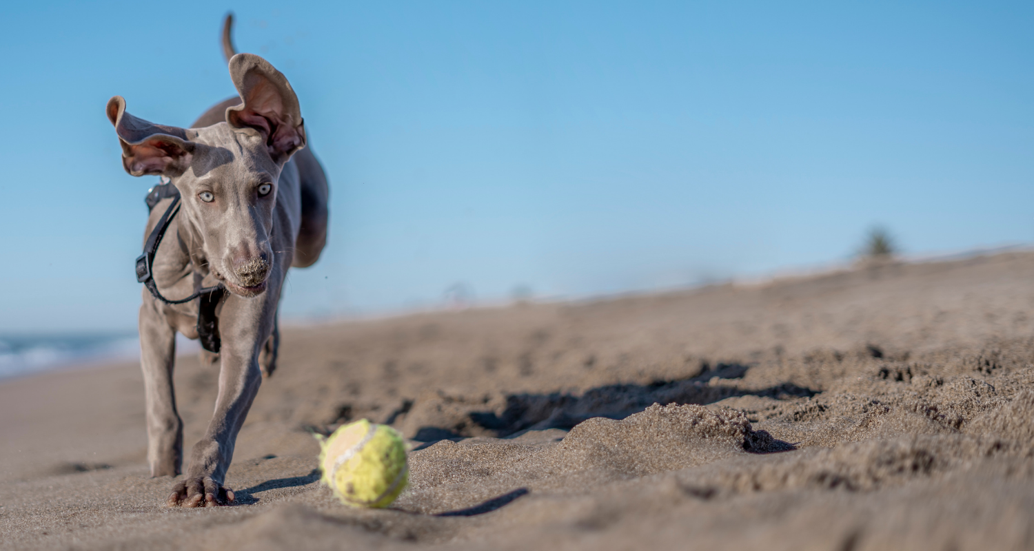 Weimaraner puppy running on the beach
